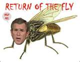 another fly brain