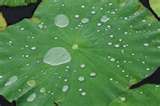drops on a lotus leaf