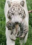 tiger-and-cub1.jpg