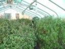 tulasi green house