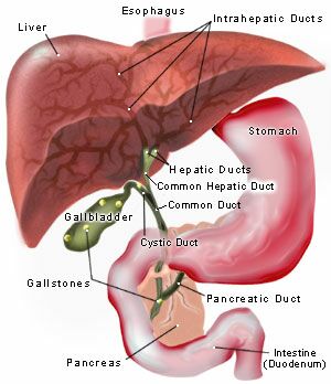 gallbladder.jpg